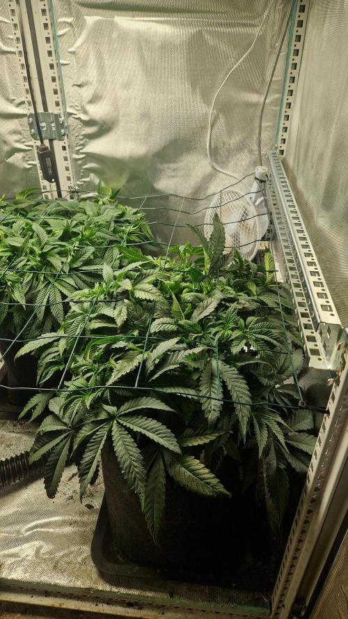 Mixed scrog 2. Week 6