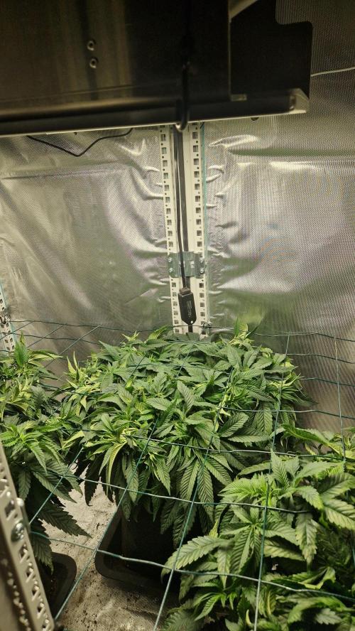 Mixed scrog 2. Week 6