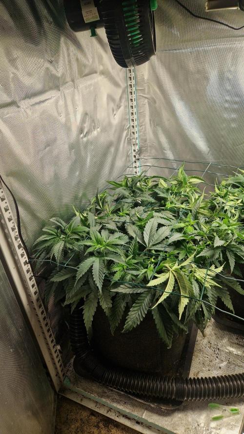 Mixed scrog 2. Week 6