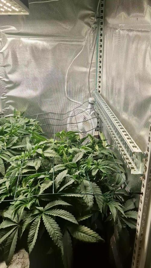 Mixed scrog 2