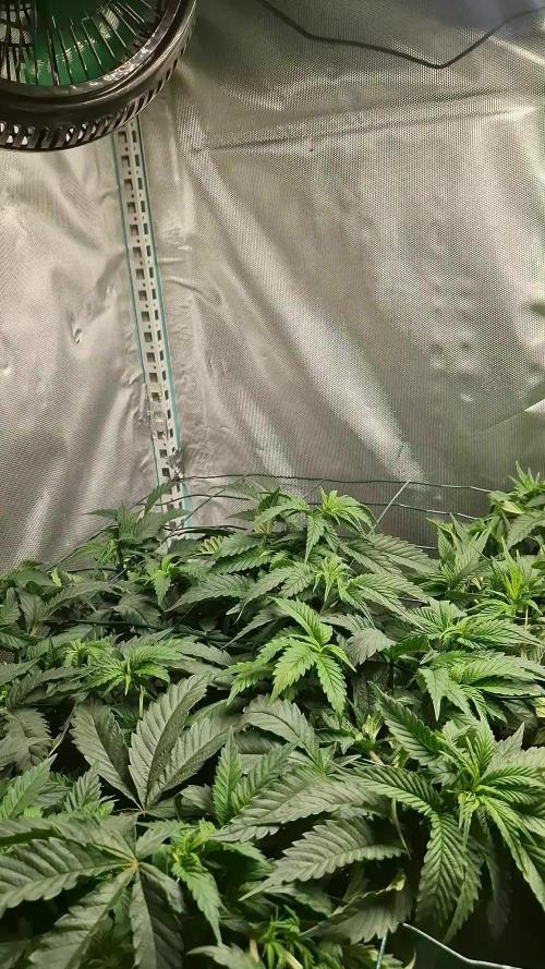 Mixed scrog 2