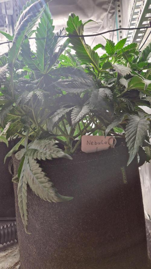 Mixed scrog 2. Week 7