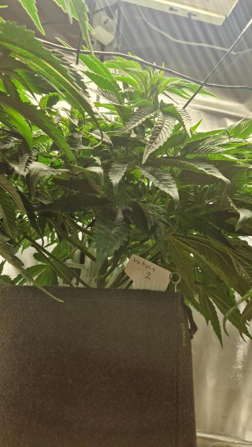 Mixed scrog 2. Week 7