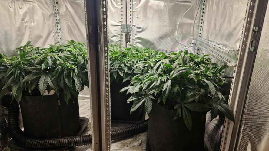 Mixed scrog 2. Week 7