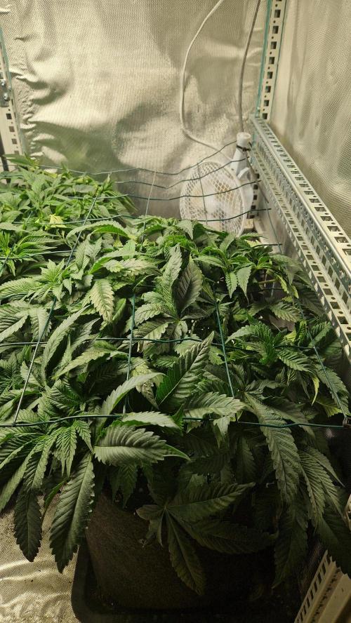 Mixed scrog 2. Week 7