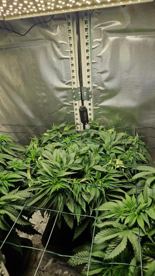 Mixed scrog 2. Week 7