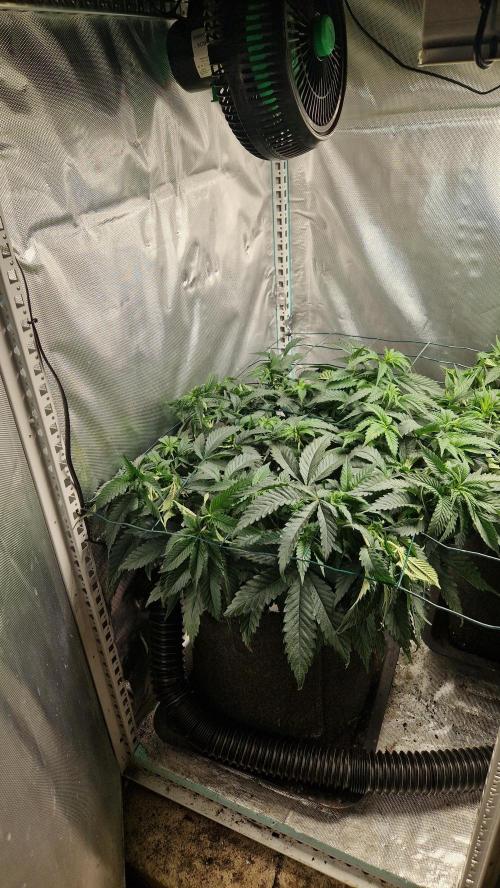 Mixed scrog 2. Week 7