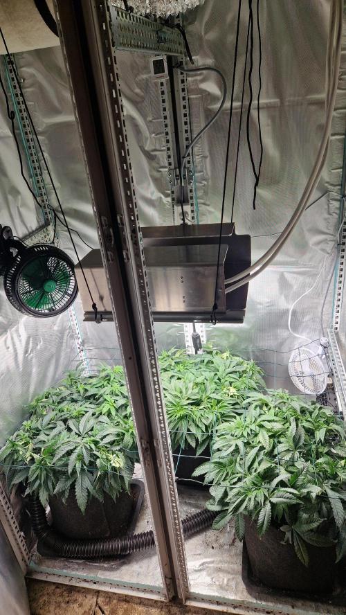Mixed scrog 2. Week 7