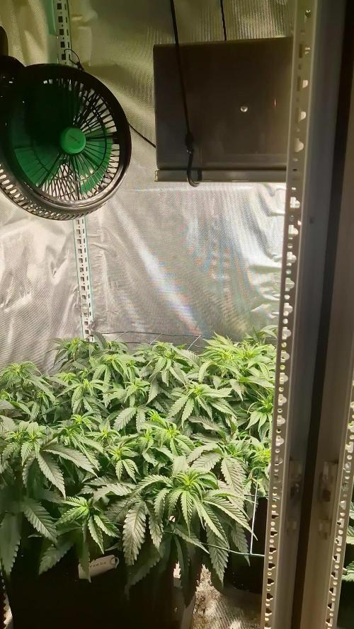 Mixed scrog 2