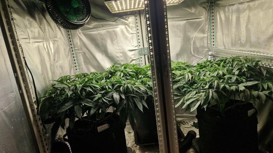 Mixed scrog 2. Week 8