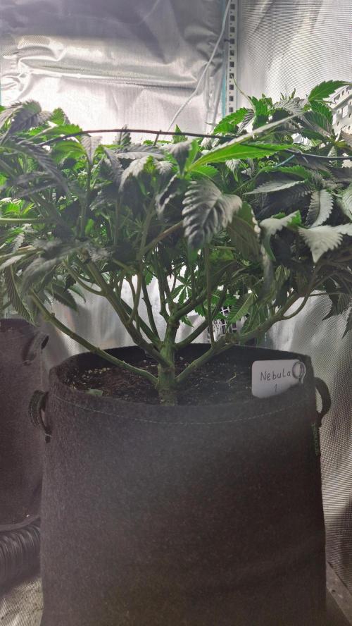 Mixed scrog 2. Week 8