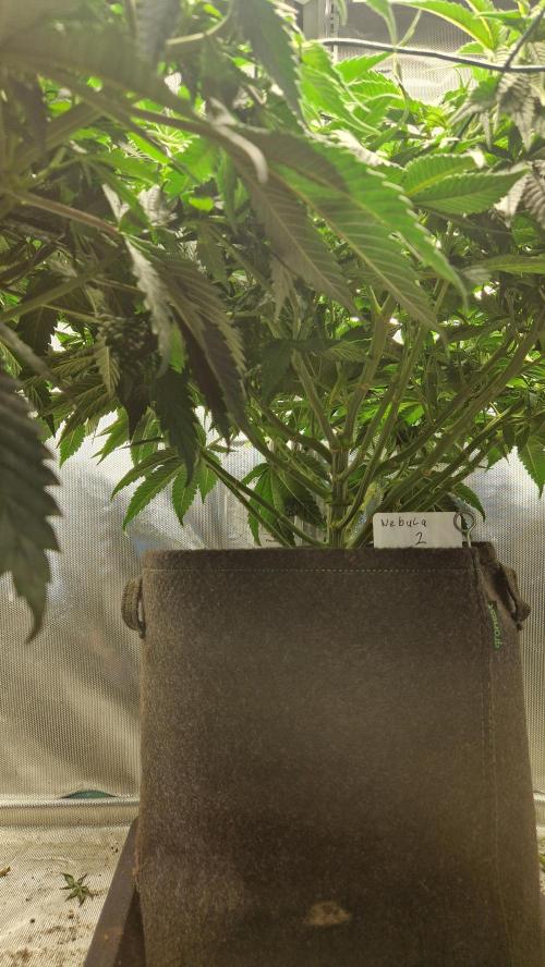Mixed scrog 2. Week 8