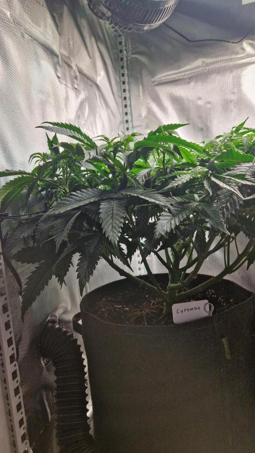 Mixed scrog 2. Week 8