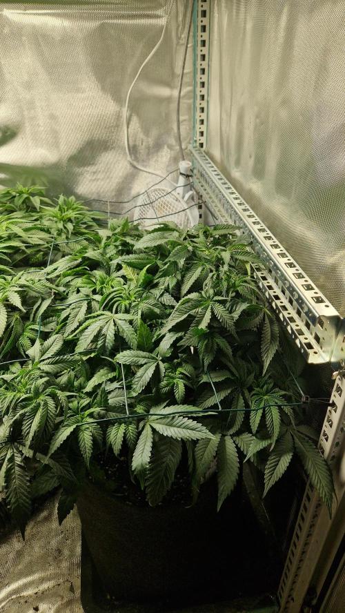 Mixed scrog 2. Week 8