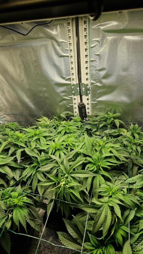 Mixed scrog 2. Week 8
