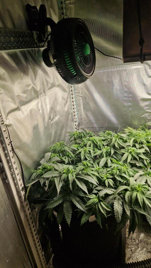 Mixed scrog 2. Week 8