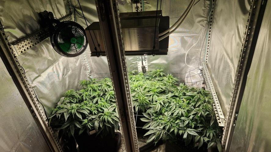 Mixed scrog 2. Week 8