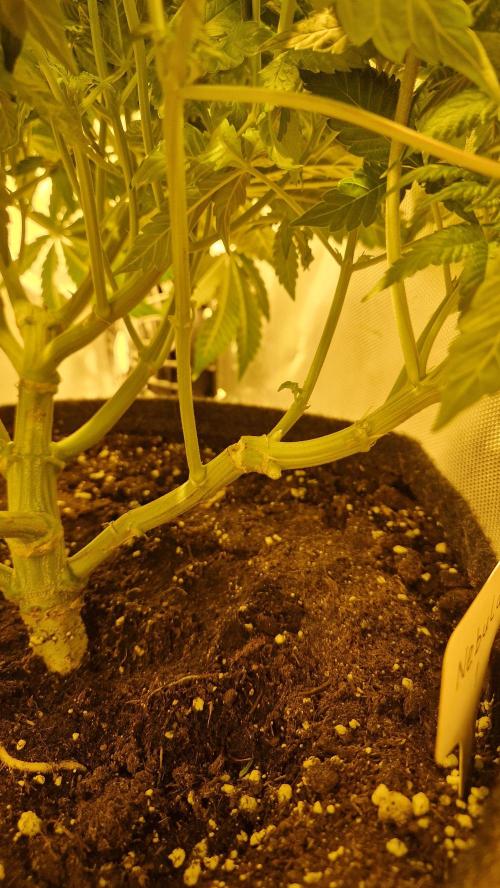 Mixed scrog 2. Week 8