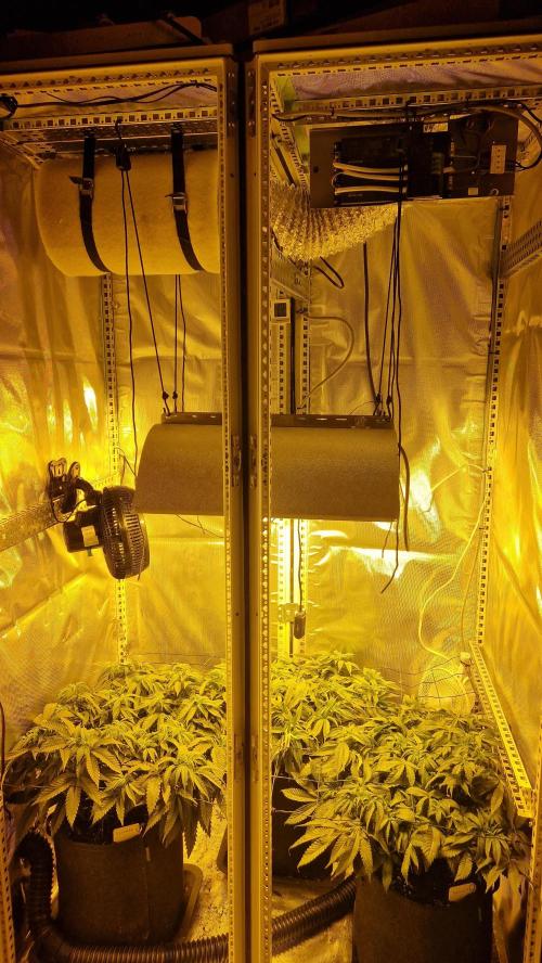 Mixed scrog 2. Week 8