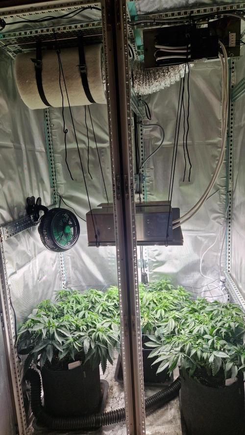 Mixed scrog 2. Week 8