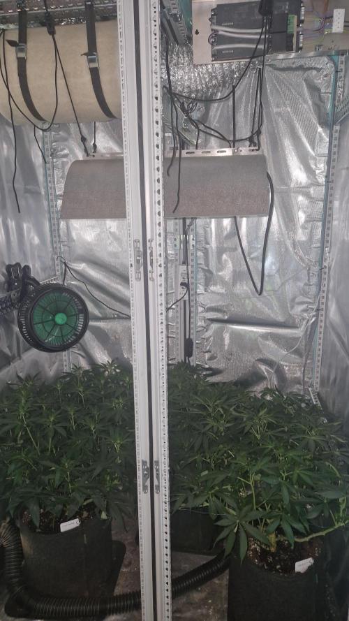 Mixed scrog 2. Week 9