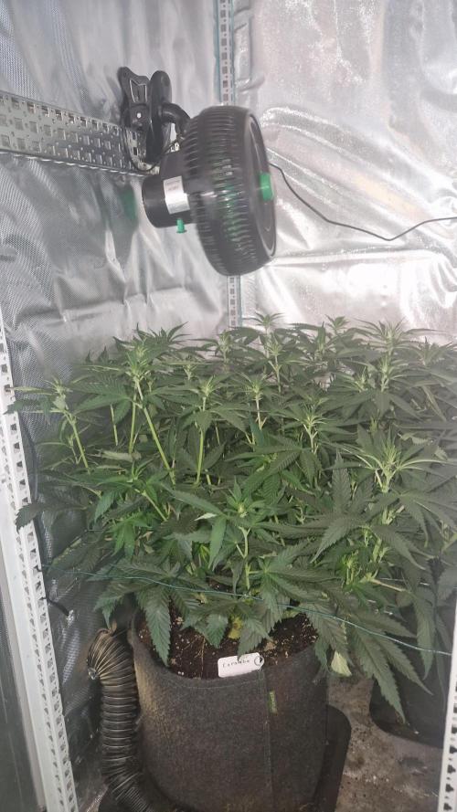 Mixed scrog 2. Week 9