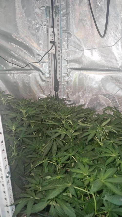 Mixed scrog 2. Week 9