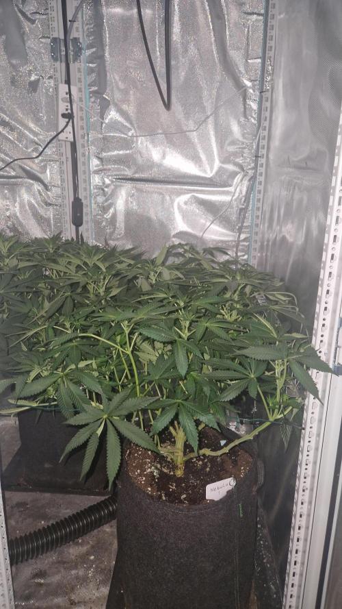 Mixed scrog 2. Week 9