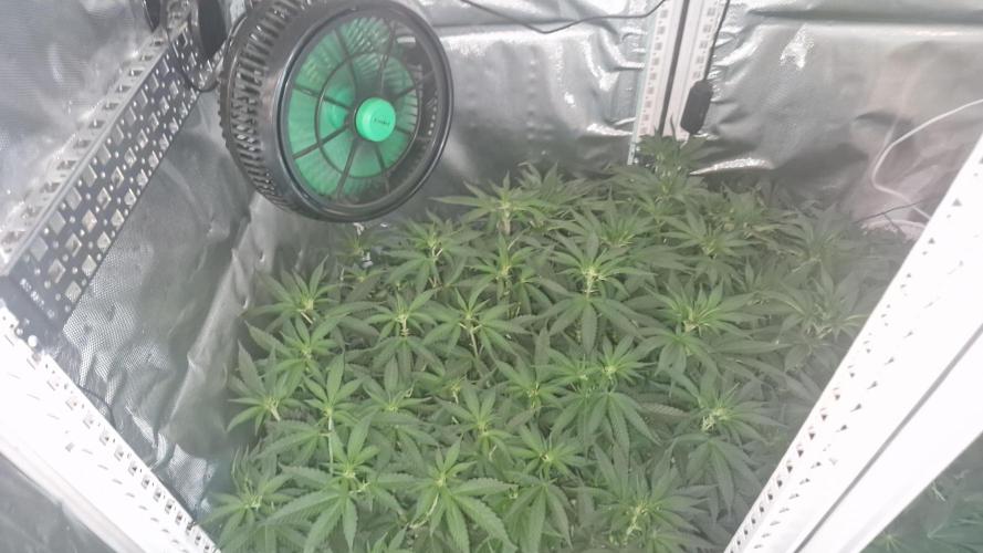 Mixed scrog 2. Week 9