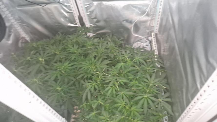 Mixed scrog 2. Week 9