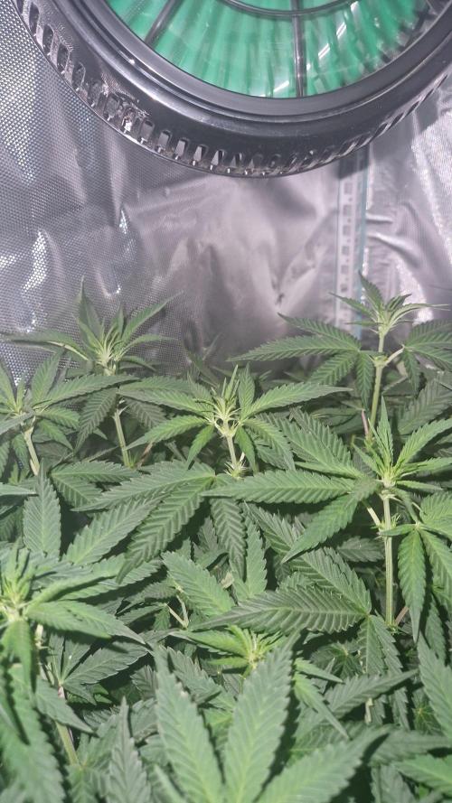 Mixed scrog 2. Week 9 - Caramba