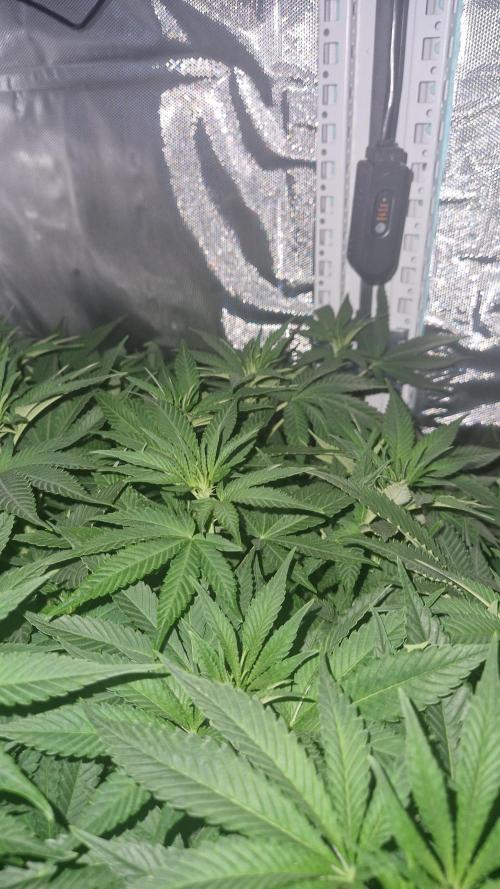 Mixed scrog 2. Week 9 - Nebula #2