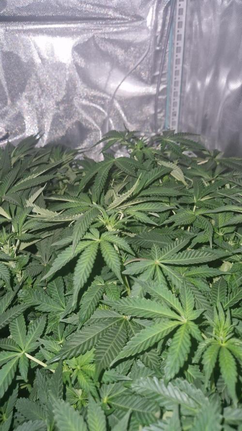 Mixed scrog 2. Week 9 - Nebula #1