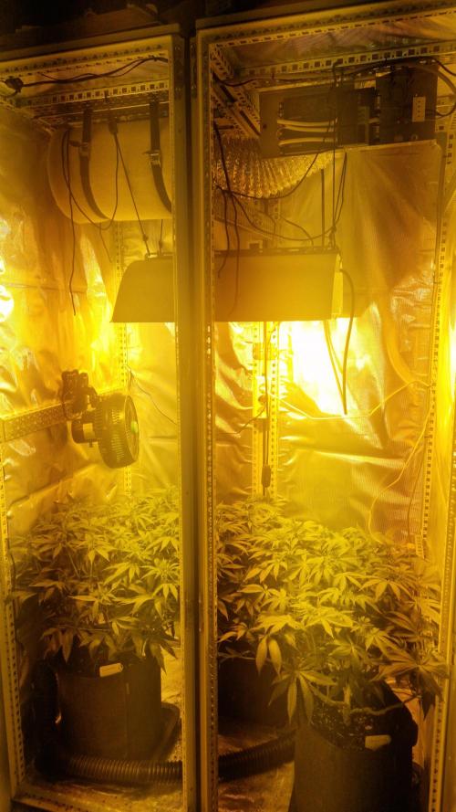 Mixed scrog 2. Week 9