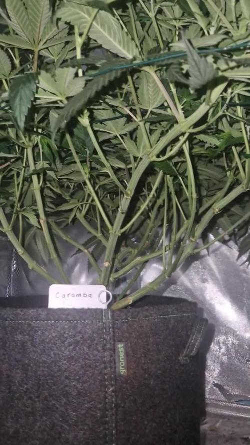 Mixed scrog 2