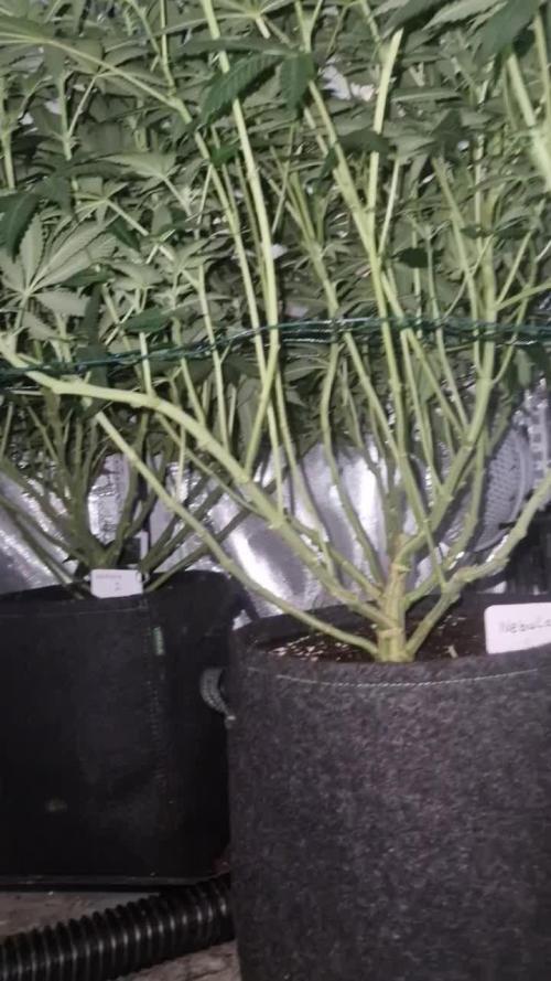 Mixed scrog 2