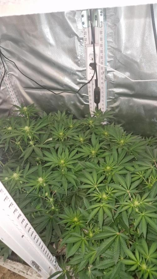 Mixed scrog 2. Week 10