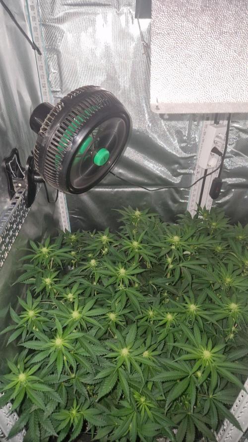 Mixed scrog 2. Week 10