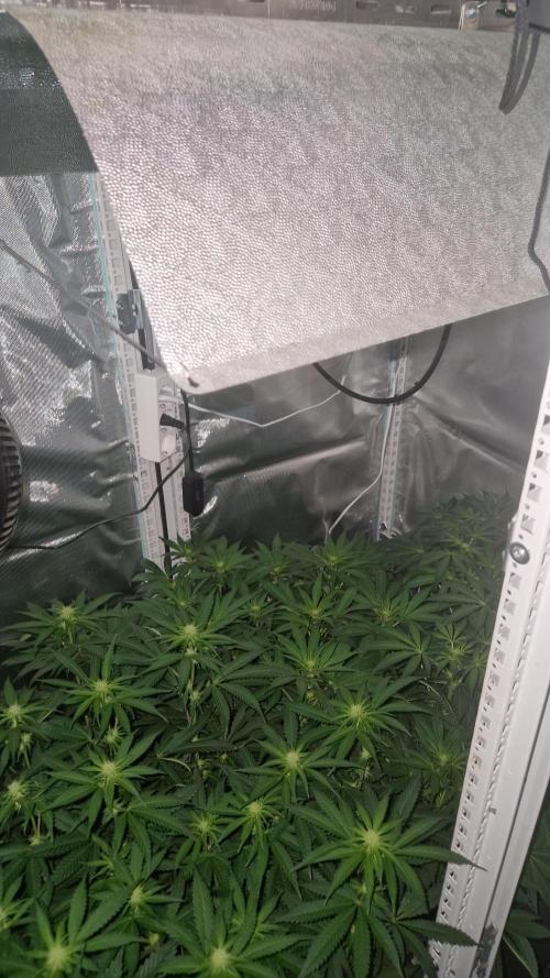 Mixed scrog 2. Week 10