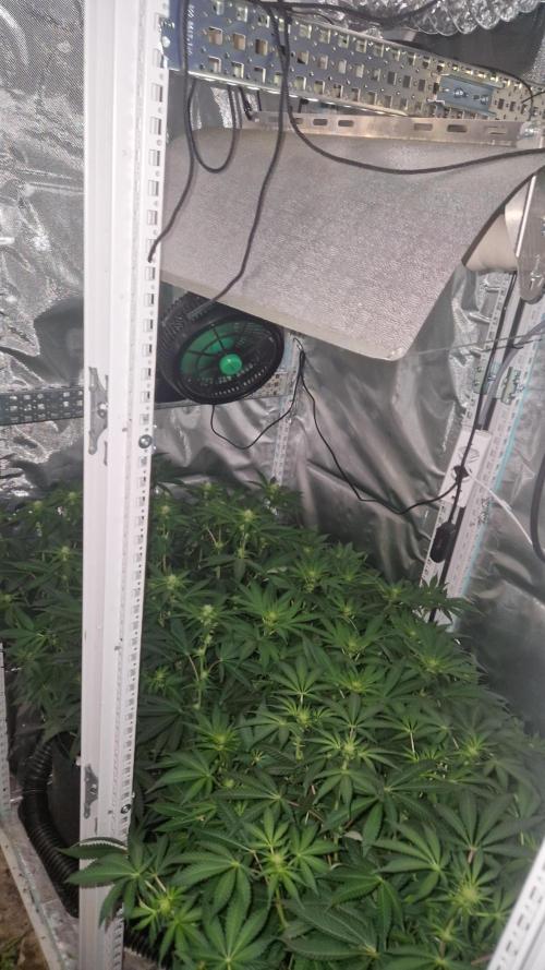 Mixed scrog 2. Week 10