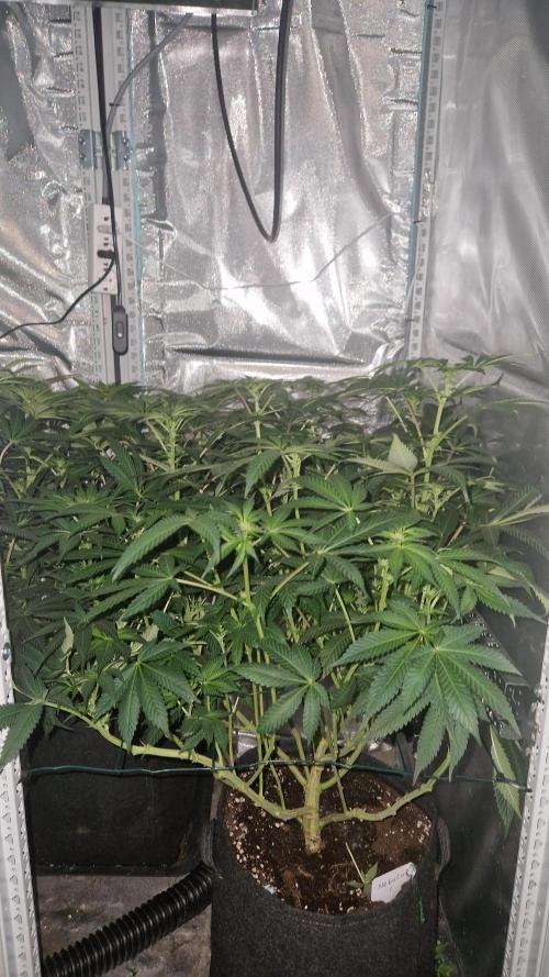 Mixed scrog 2. Week 10