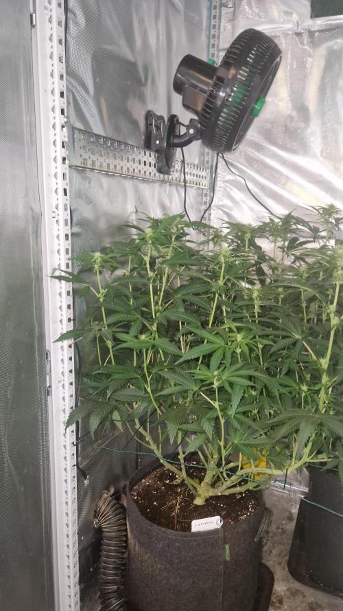 Mixed scrog 2. Week 10