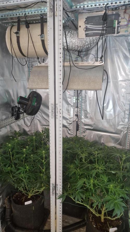 Mixed scrog 2. Week 10