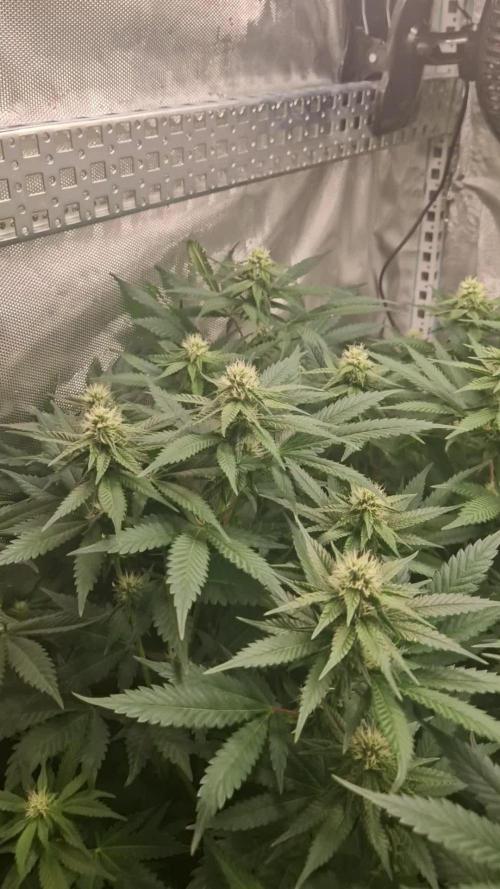 Mixed scrog 2
