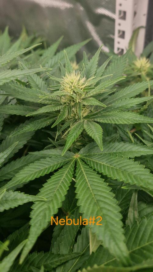 Mixed scrog 2. Week 11