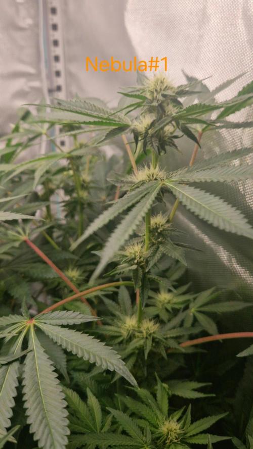 Mixed scrog 2. Week 11