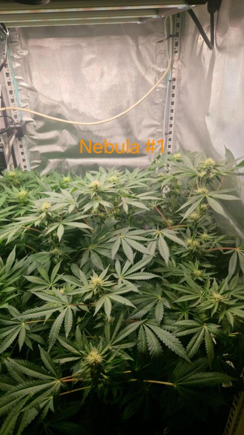Mixed scrog 2. Week 11