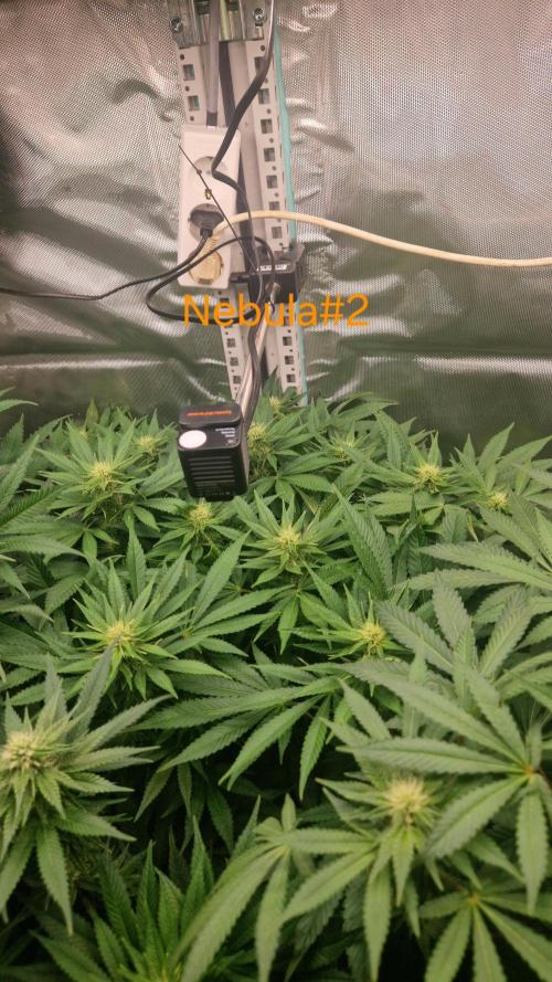 Mixed scrog 2. Week 11
