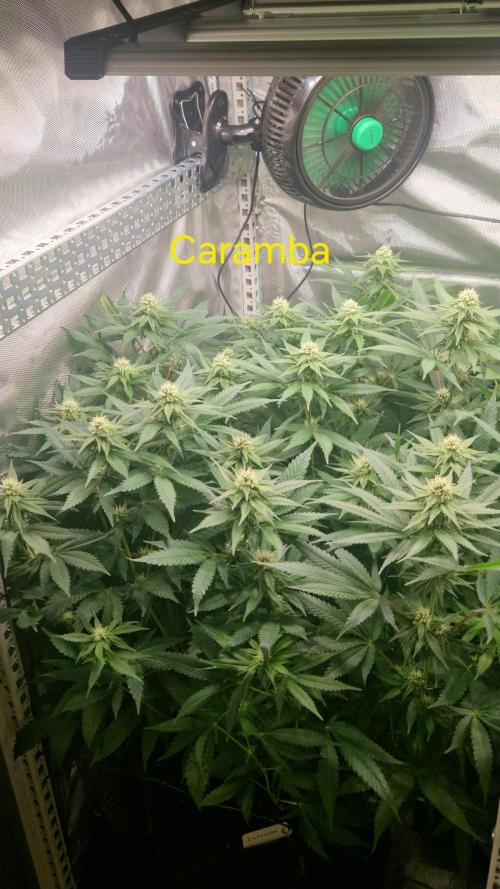 Mixed scrog 2. Week 11