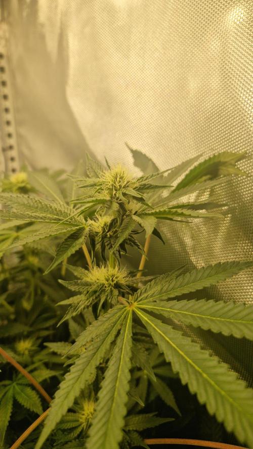 Mixed scrog 2. Week 11